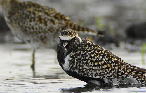 ふじしろ野鳥と楽しむ会の紹介