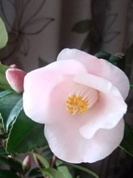 侘助